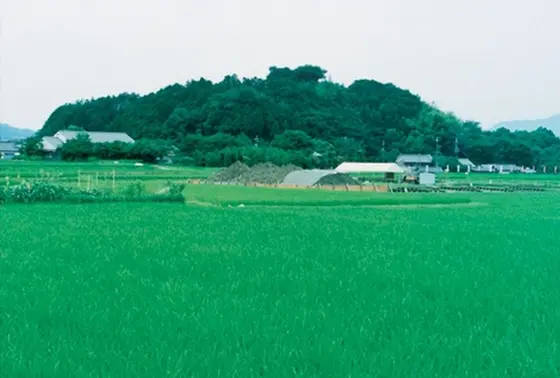 こんもりした丘です