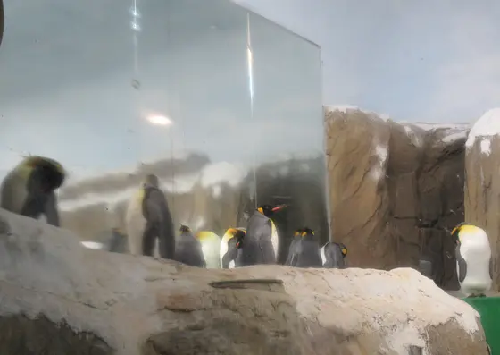 台北市立動物園企鵝館(ペンギン館)