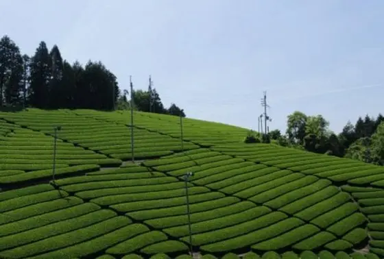 大型扇風機は？