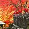 伊勢原大山寺紅葉🍁