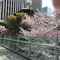 六本木アークヒルズ森 桜