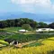 瀬戸内海を望む、異次元のような美術館