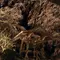 いにしえの桜に浮かぶ五ヶ瀬町