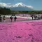 JR東日本 世界遺産富士山フリー切符で行く  雪被りの富士山と芝桜旅