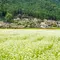 【美山】おやつをつまみながら日本の原風景を歩く♪ かやぶきおやつさんぽ