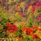 紅葉の錦を観にドライブへ行こう！／福島・会津