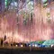 GWの写真撮影なら芝桜と夜藤を満喫コース