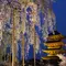 京都の夜桜ライトアップ満喫プラン