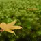 秋の紅葉、京都三千院でぶらり御朱印散歩