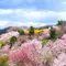 四季を楽しむ福島市〜二本松エリア