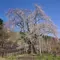 荘川桜ガイド