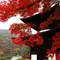 京都西山のもみじ狩りスポット