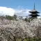 今度こそ行きたい！京都の桜5選