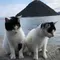 【香川県】『猫の島』佐柳島で過ごす癒しのスローライフ旅🐈
