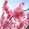 梅は咲いたか桜はまだかいな！安八の百梅園