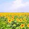 デートや家族連れにオススメ！岡山県笠岡市で花を巡る休日。