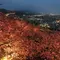 早咲きの桜と夜景のコラボ。神奈川ローカルドライブ