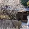 戸越銀座でお花見＆食べ歩き。