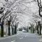 あざみ野という街には「桜のトンネル」があるんです！！！