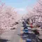 北関東　春のお花スポット10選