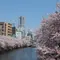 桜もお酒も食事も楽しみたい！横浜・大岡川沿いのお花見プラン