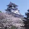 城下町高知ならでは！お城でお花見🌸
