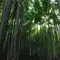 鎌倉ぶらり旅行〜紫陽花を眺めながら〜