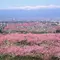 ロゼ色に染まる４月の桃源郷へあなたと
