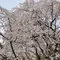 六義園の枝垂れ桜を見に行こう！