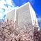 赤坂　桜坂でお花見　アークヒルズ桜まつり