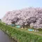 越谷・川口　桜ウォーカー