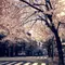 200mの桜並木にうっとり。田園都市線鷺沼駅でお花見♪