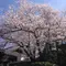 京都東山～さくらめぐりby京都市未来まちづくり100人委員会