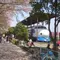 鉄道ファン必見！満開の桜と一緒に記念撮影しよう！
