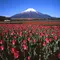 富士山と過ごす癒しのホリデー☆
