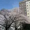 桜の街散策🌸~東京都~