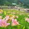 夏限定スキー場に沢山のゆり花・ちくさ高原ゆり園