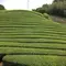 和束でお茶と緑を楽しむ