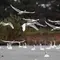 大人が楽しむ！新潟秋の秘湯と渡り鳥観察の旅