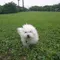 愛犬シャビと初めてのデート♪