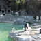 上野動物園で動物達に癒される休日