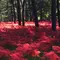 9月19日満開、埼玉県日高市、曼珠沙華