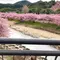 河津桜〜熱海🌸電車旅♪行程表有り