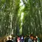 トロッコに乗って紅葉の嵐山を満喫