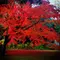 バラと紅葉と絶品ビストロの駒込散歩
