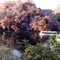 広島ぐるり！秋の紅葉めぐりの旅
