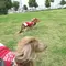 愛犬と一緒にＭＭ２１散歩