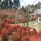 紅葉、登山、自然癒しの旅