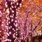 五反田に冬の桜を観に行きませんか？2015