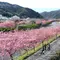 河津桜(Kawazu-zakura Cherry Blossom)